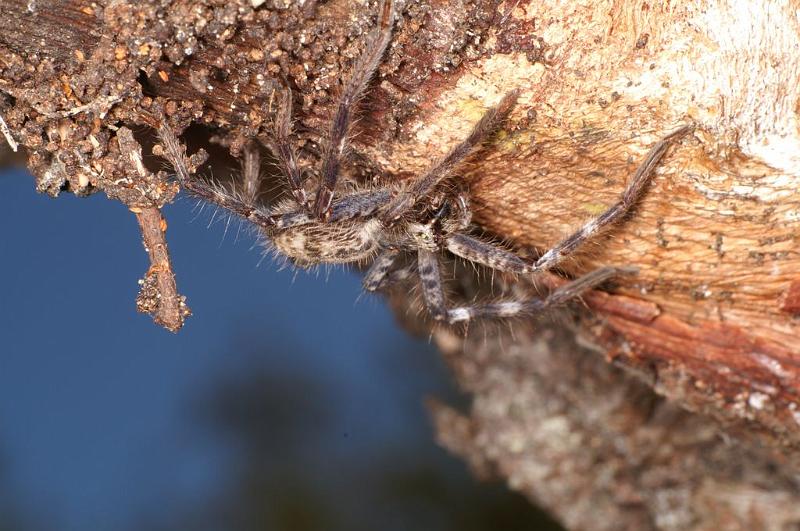 Holconia_insignis_D7825_Z_91_North Stradbroke island_Australie.jpg